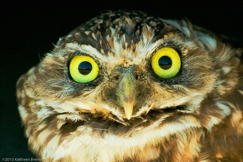 Owl eyes