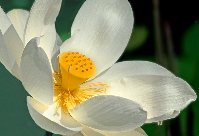 Wild Tulip Lotus - ID: 10498096 © Donald R. Curry