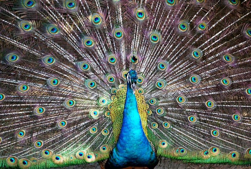 Proud as a Peacock