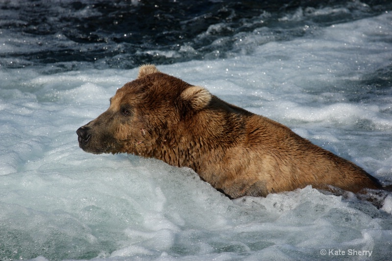 Bubbles - ID: 10498683 © Katherine Sherry