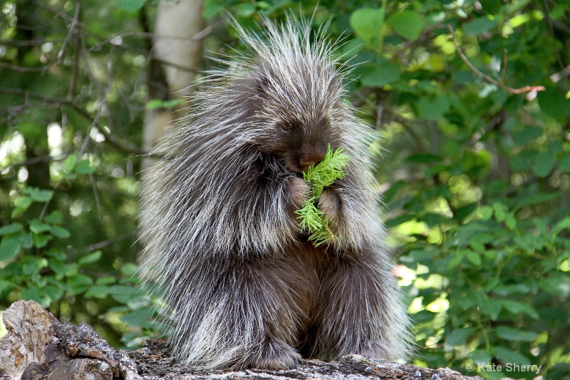 baby porcupine - ID: 10498692 © Katherine Sherry