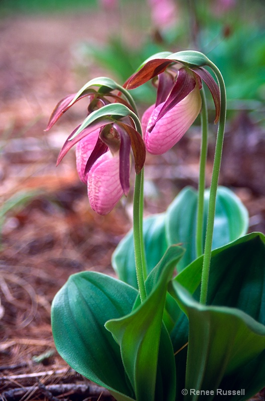 Pink Lady Slippers