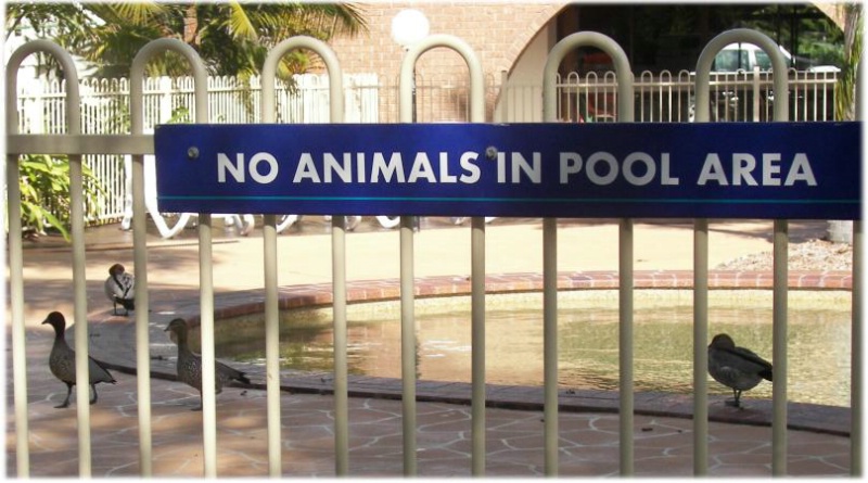 No Animals in the Pool