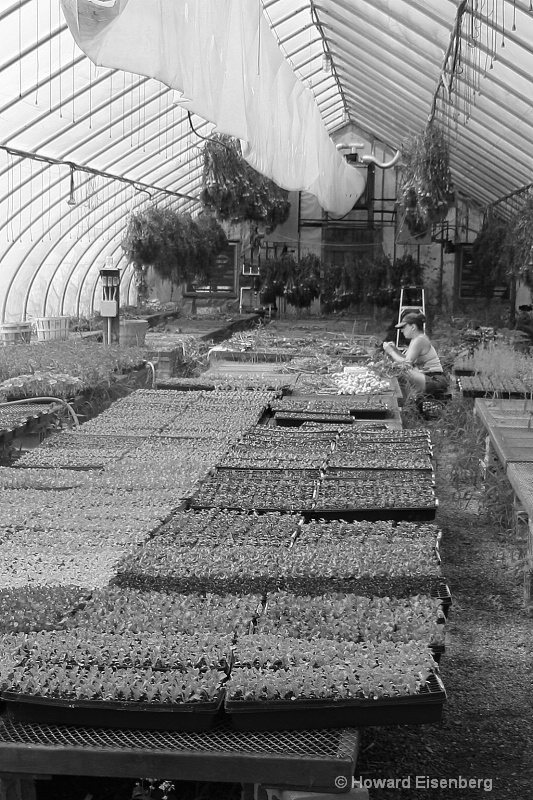 Greenhouse in black and white