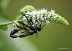 Wasp Whoopie