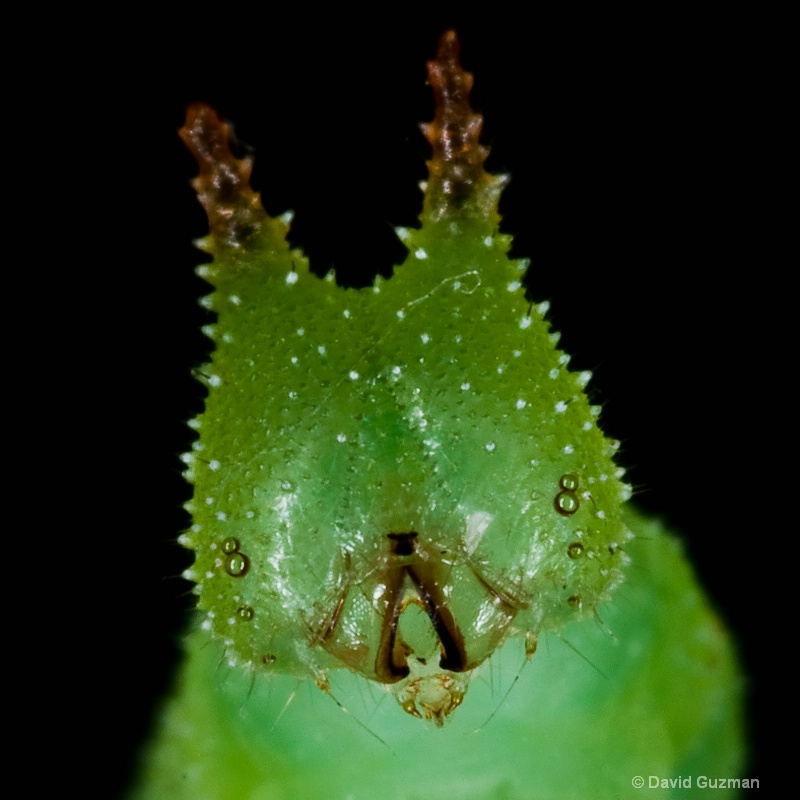 caterpillar face