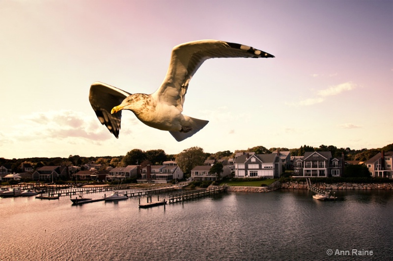 Nantucket Seagull