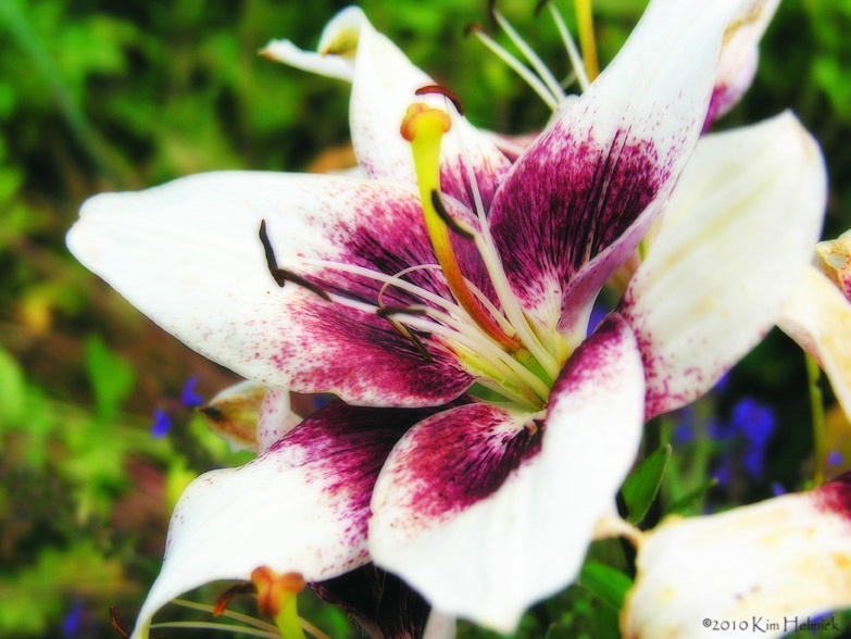 Purple & Cream Lily 