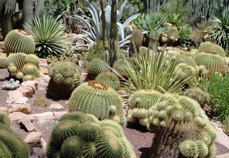 Cactuses from Huerto del Cura Elche, Spain