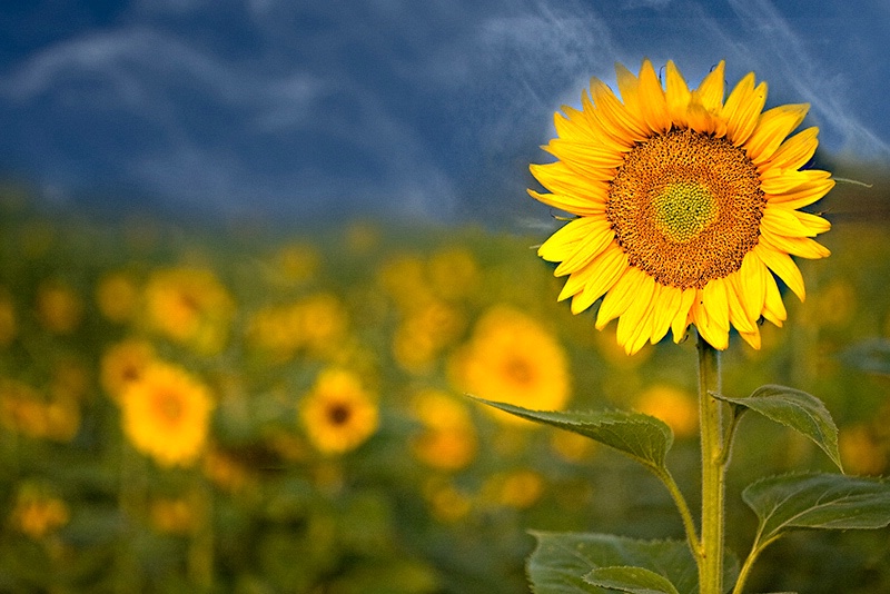 Sunflower Dream