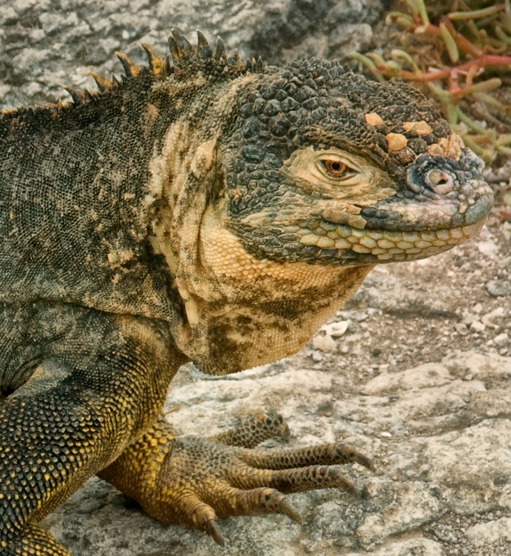 iguana smile