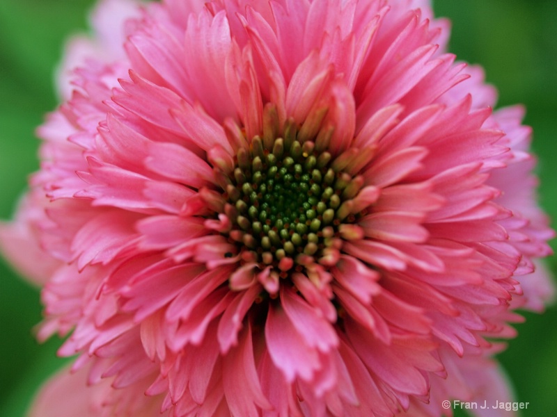 Double Pink Cone Flower