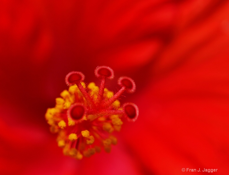 Red Passion