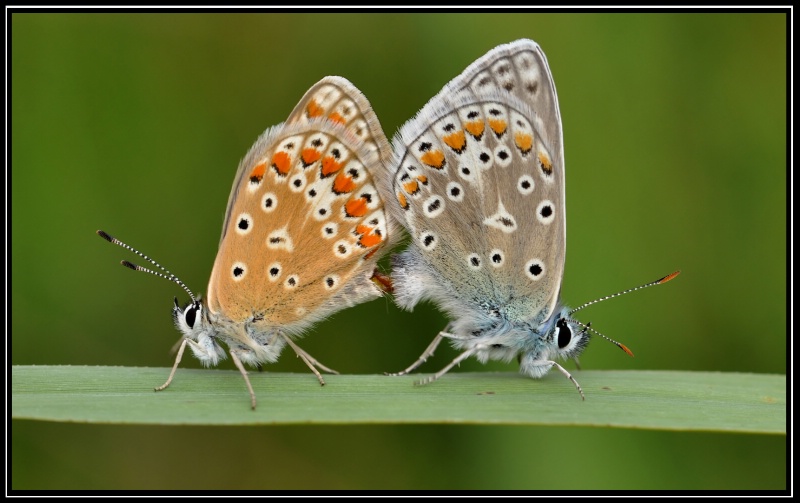 Mating Blue Butterflys 