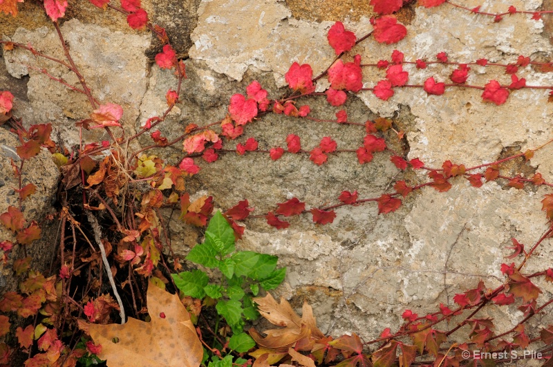 Urban Wall Flowers - ID: 10502985 © Ernest S. Pile