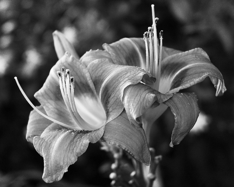 Lilies in Black and White.