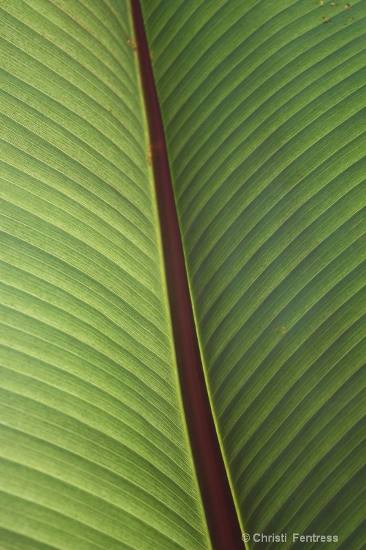 Large Leaf