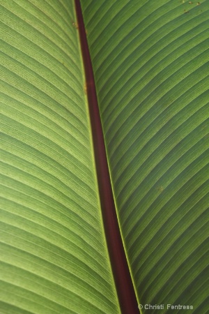 Large Leaf