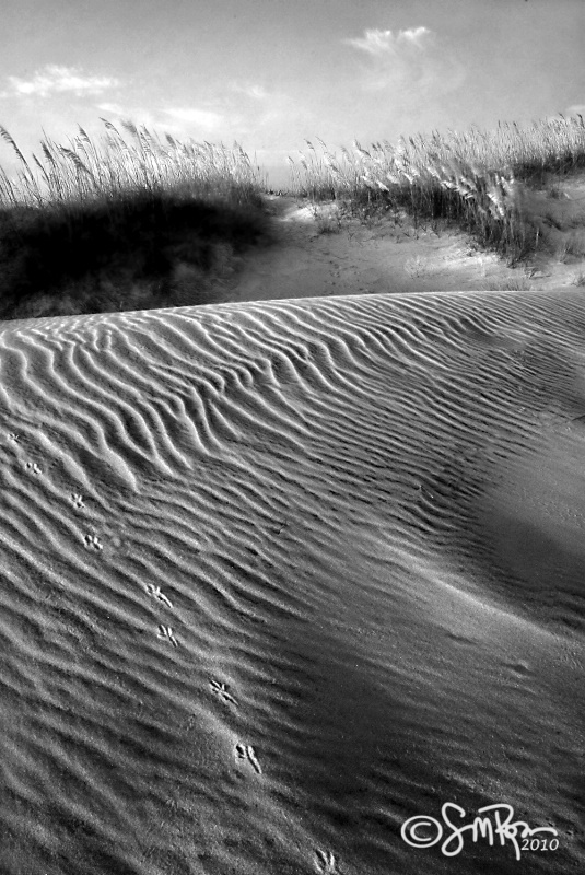 Tracks and Ripples