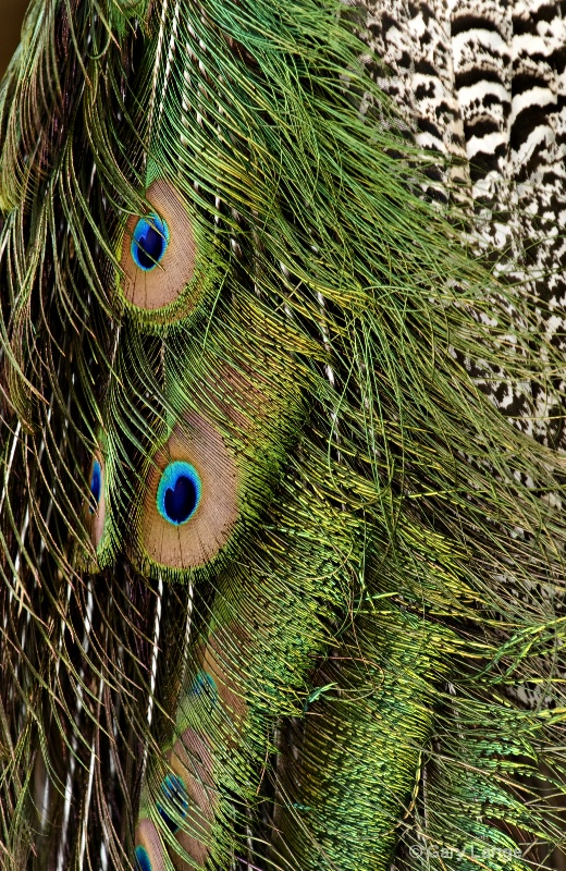 Peacock abstract