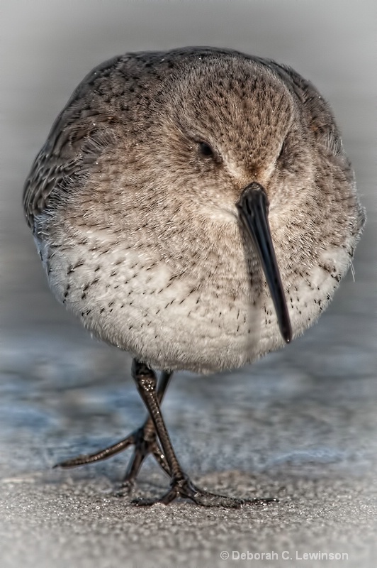 Round Bird - ID: 10505065 © Deborah C. Lewinson