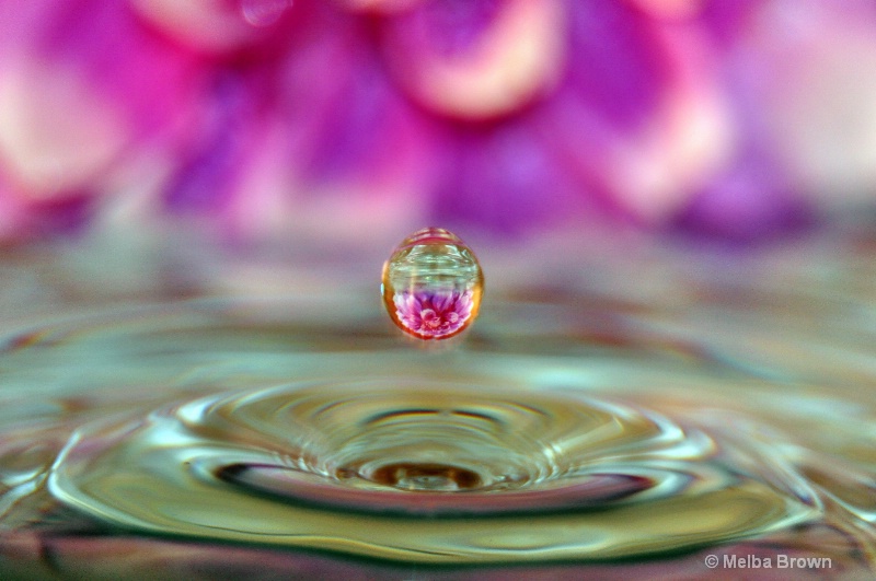 Water Drop Flower Reflection