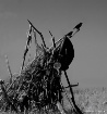 Flotsam Sentinels