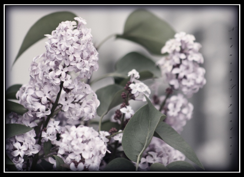 ~ Lilac ~ - ID: 10505951 © Trudy L. Smuin