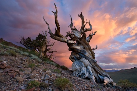 Ancient Bristlecone Pine Forest