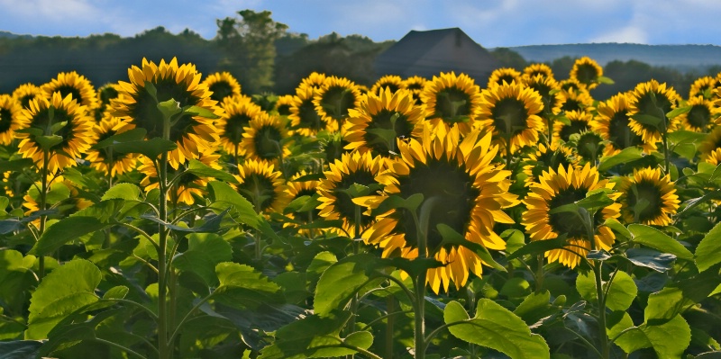 Field of Sunflowers