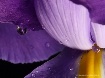 Water Droplets on...