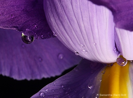 Water Droplets on an Iris