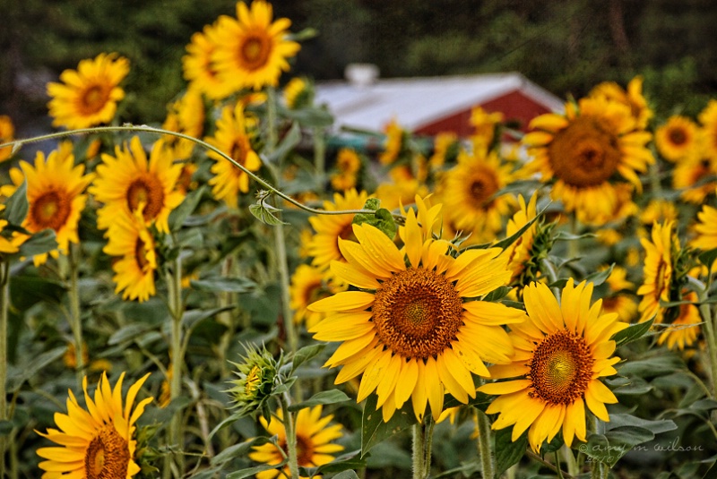The Sunflower Farm