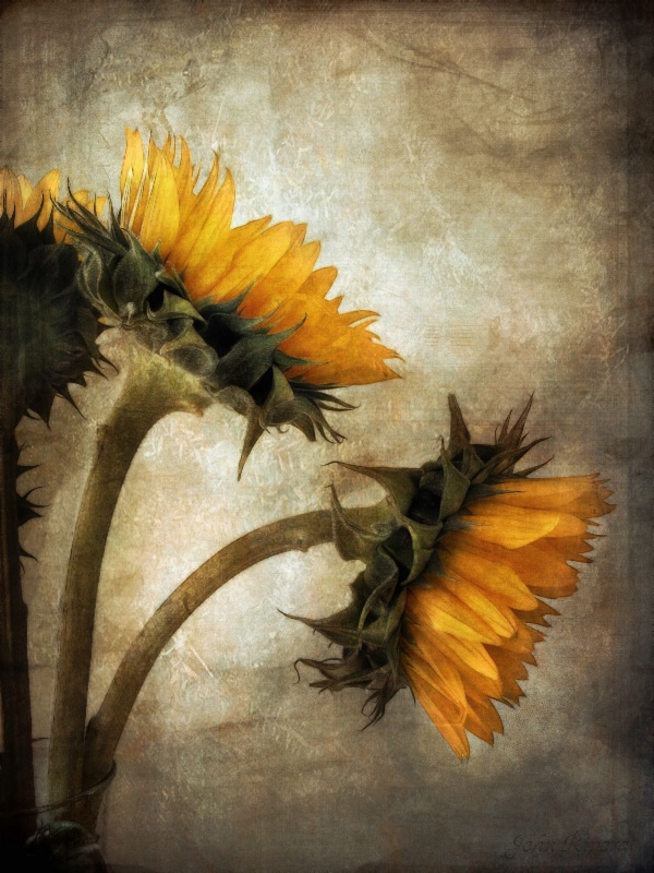 Vintage Sunflowers