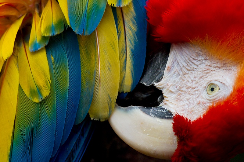 Preening Time - ID: 10511736 © Chris Budny