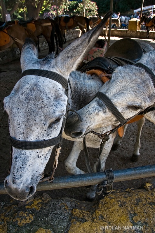 Donkey Love