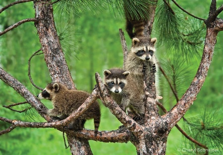 Raccoons Up A Tree