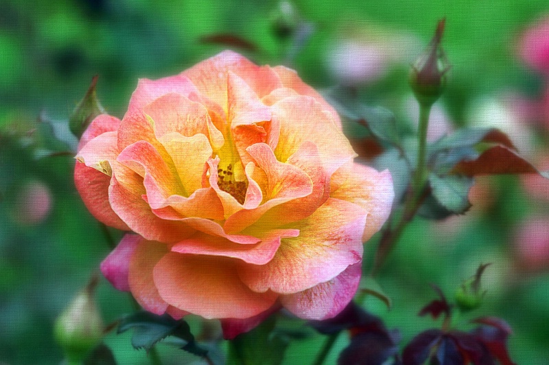 summer rose