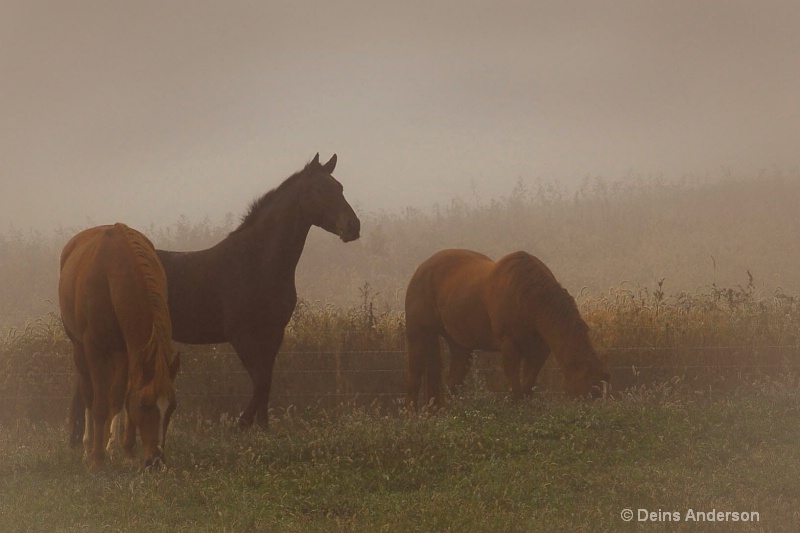 horses of the mist