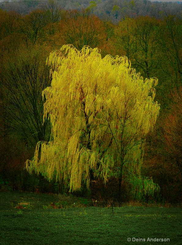 yellow willow