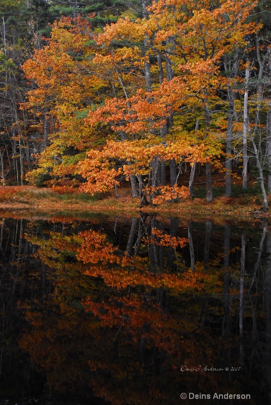 reflections of fall