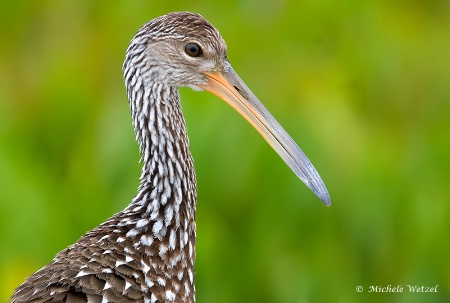 Limpkin