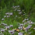img 1065 10 swallowtails - ID: 10517998 © Cynthia Underhill