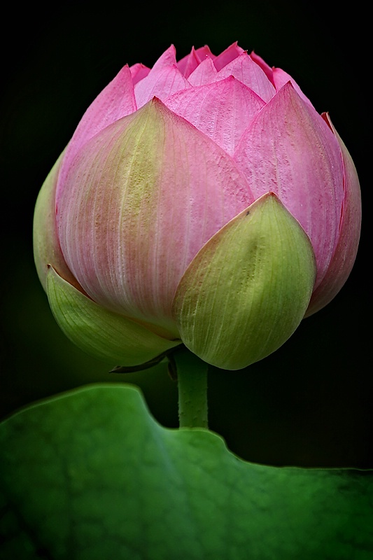 Lotus Bud