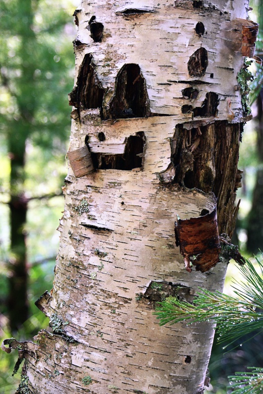 Nature Smiles