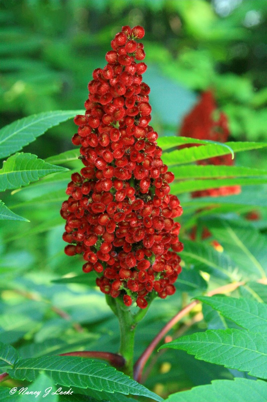 Red Sumac Blossom