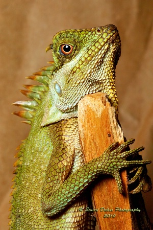 Mountain Horned Dragon (male)