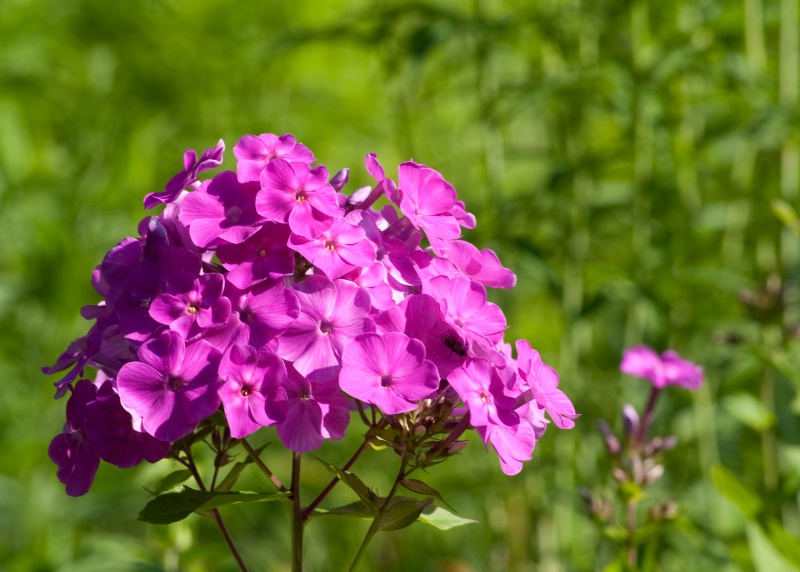 Flowers at Lapham Peak