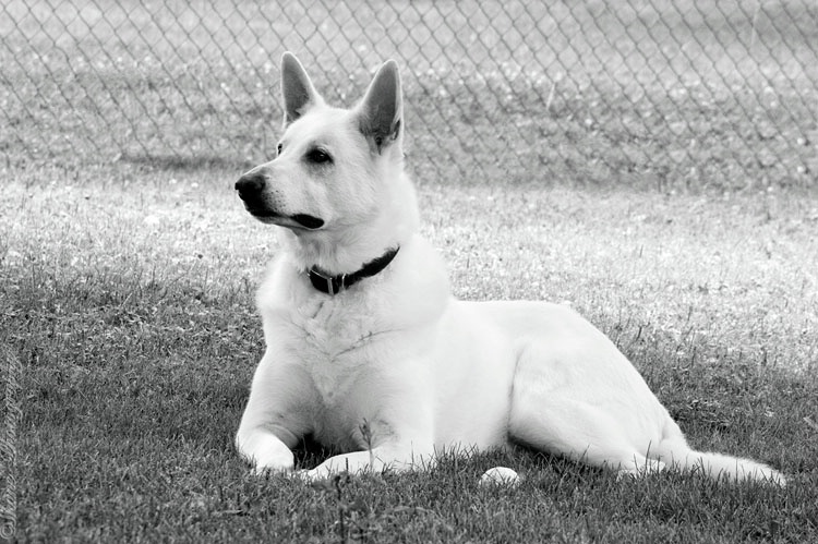 White Elegance