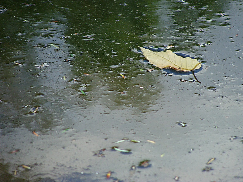Leaf on Muddy Water